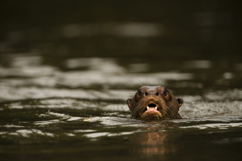 Cruising with Caimans (and Other Critters) in Karanambu