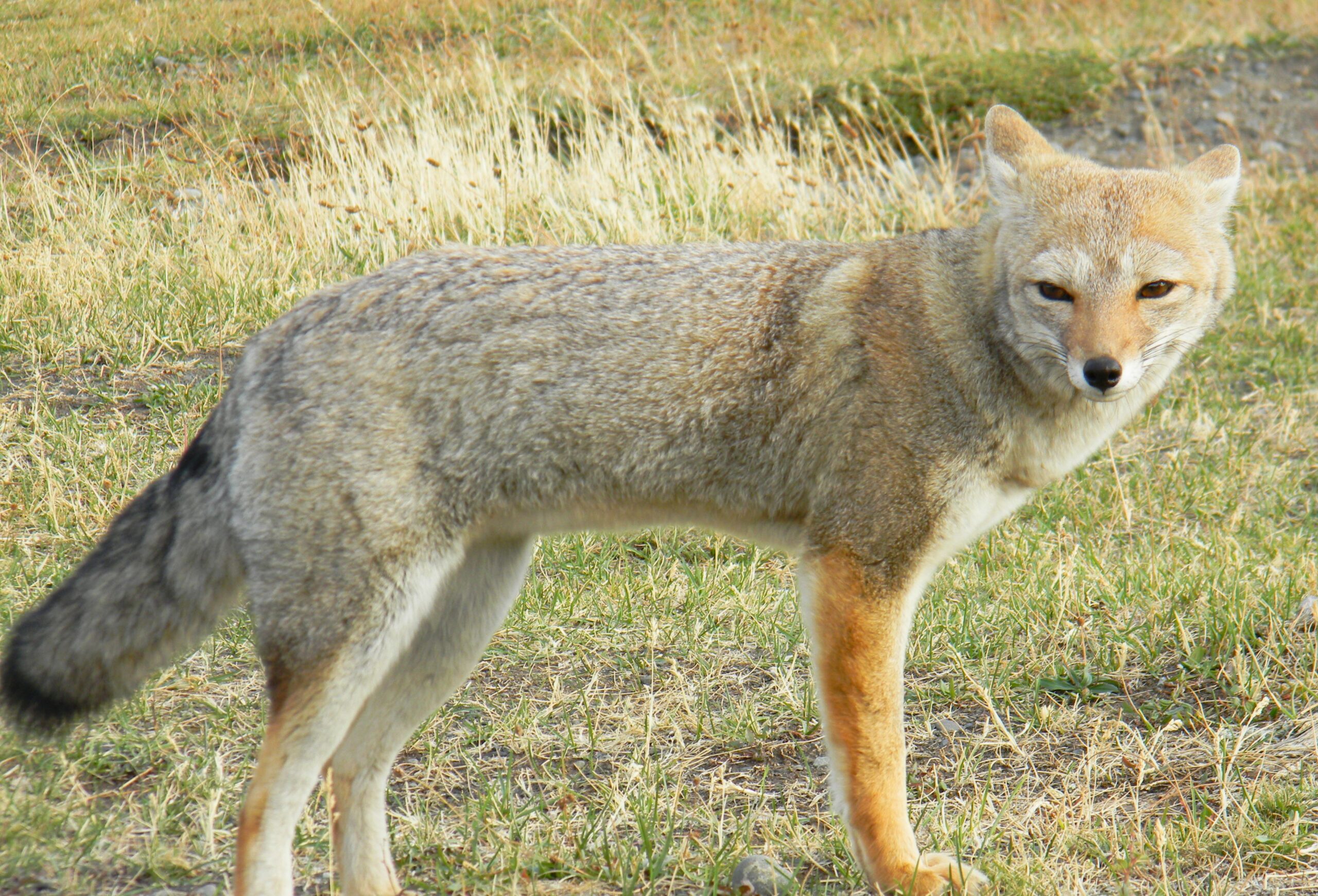 Patagonia’s Other Predator — The Wily Fox