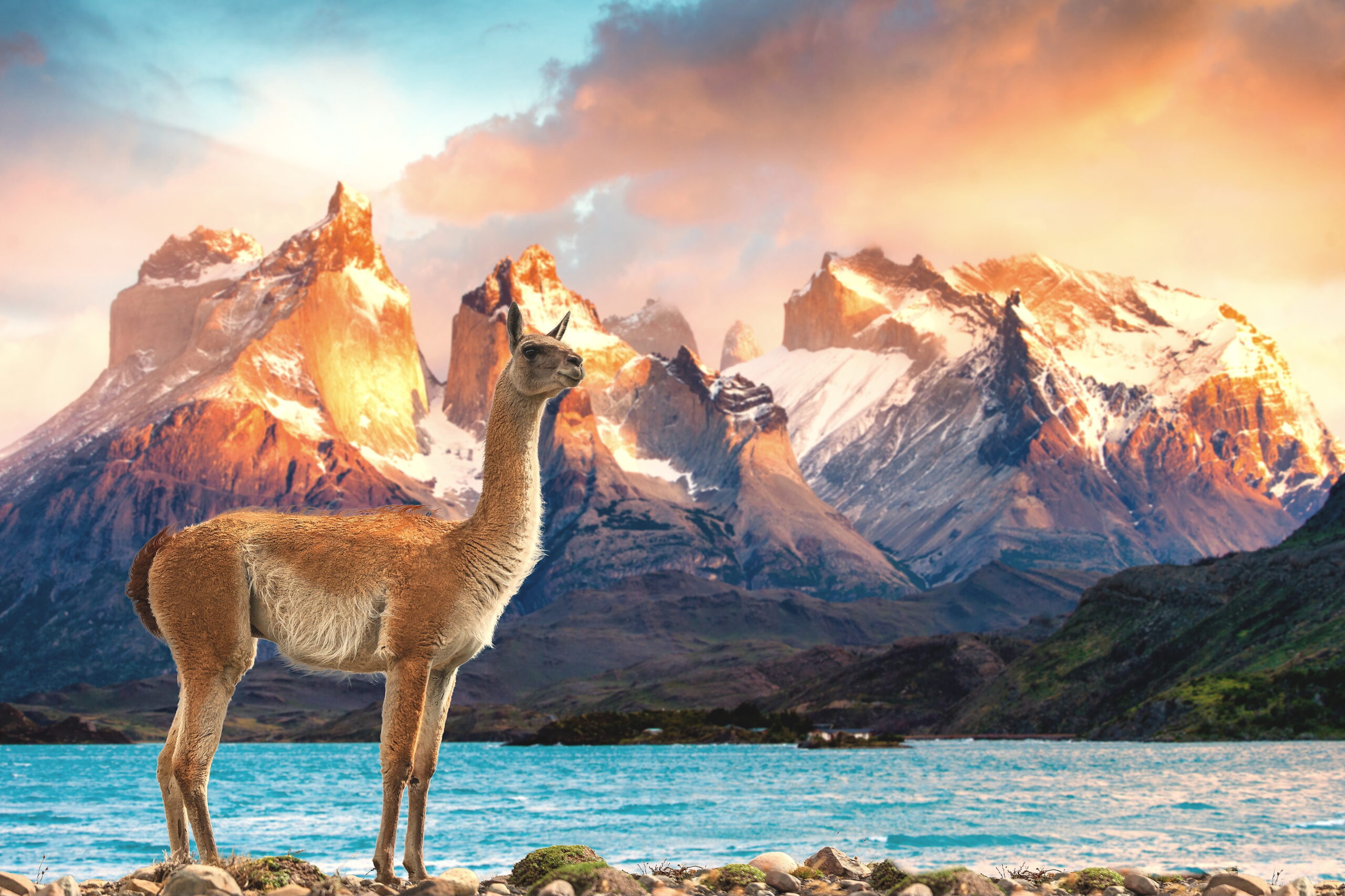 If We Could Only Talk to the Guanacos