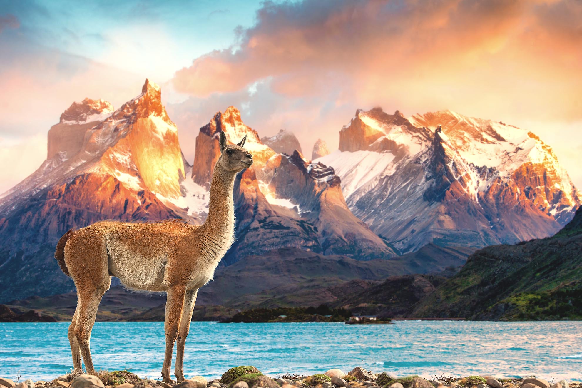 Top Five Animals to Spot in Torres del Paine National Park