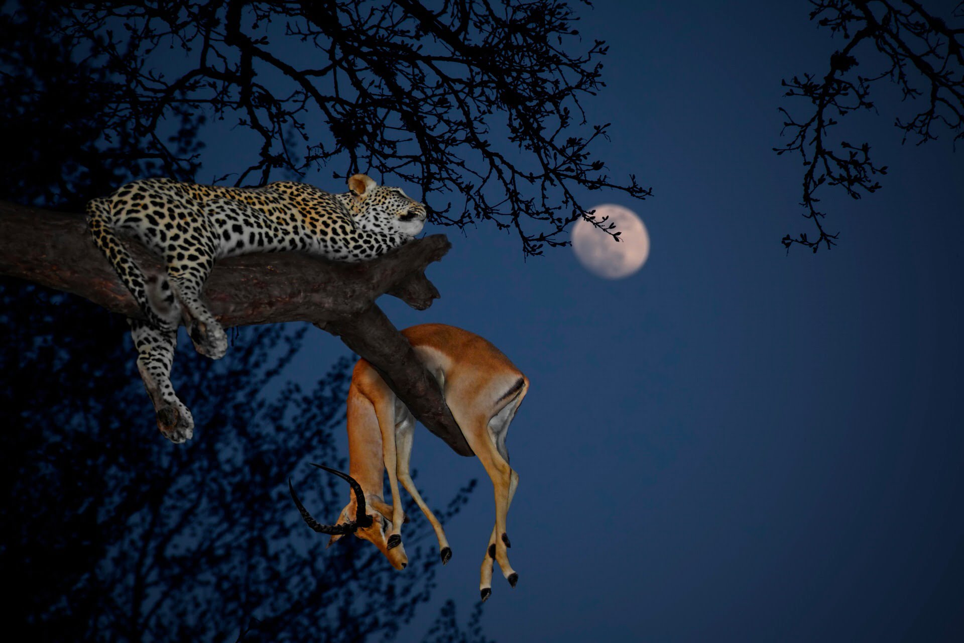 Tarangire Elephant Springs Camp