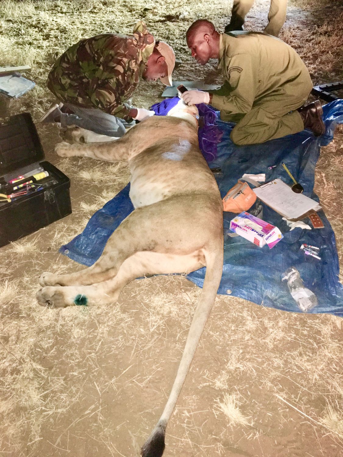 Collaring Lions for Coexistence at Loisaba