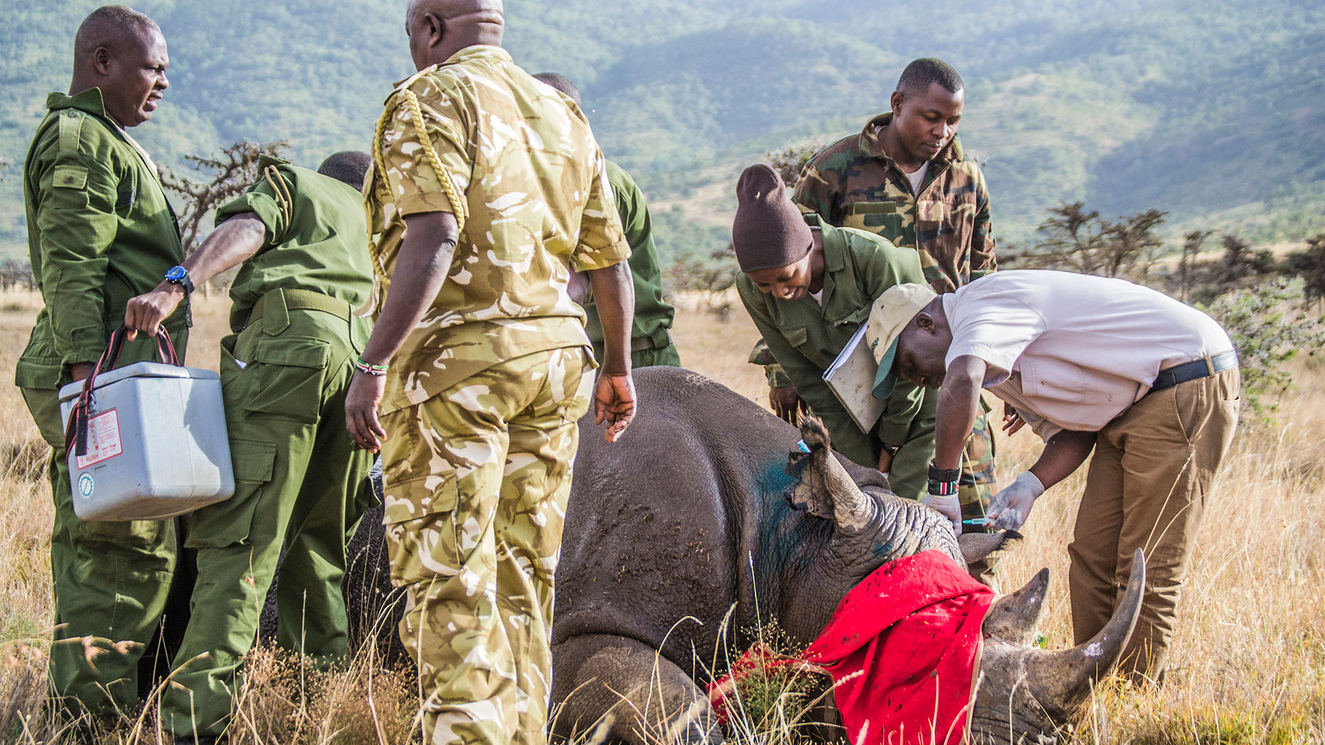 Elewana Lewa Guests Witness Rhino Notching