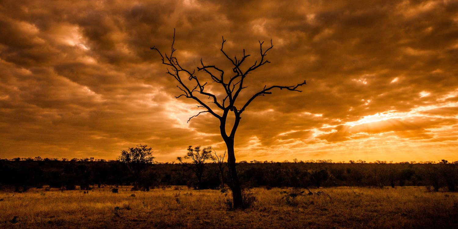 Protecting South Africa’s Precious Trees