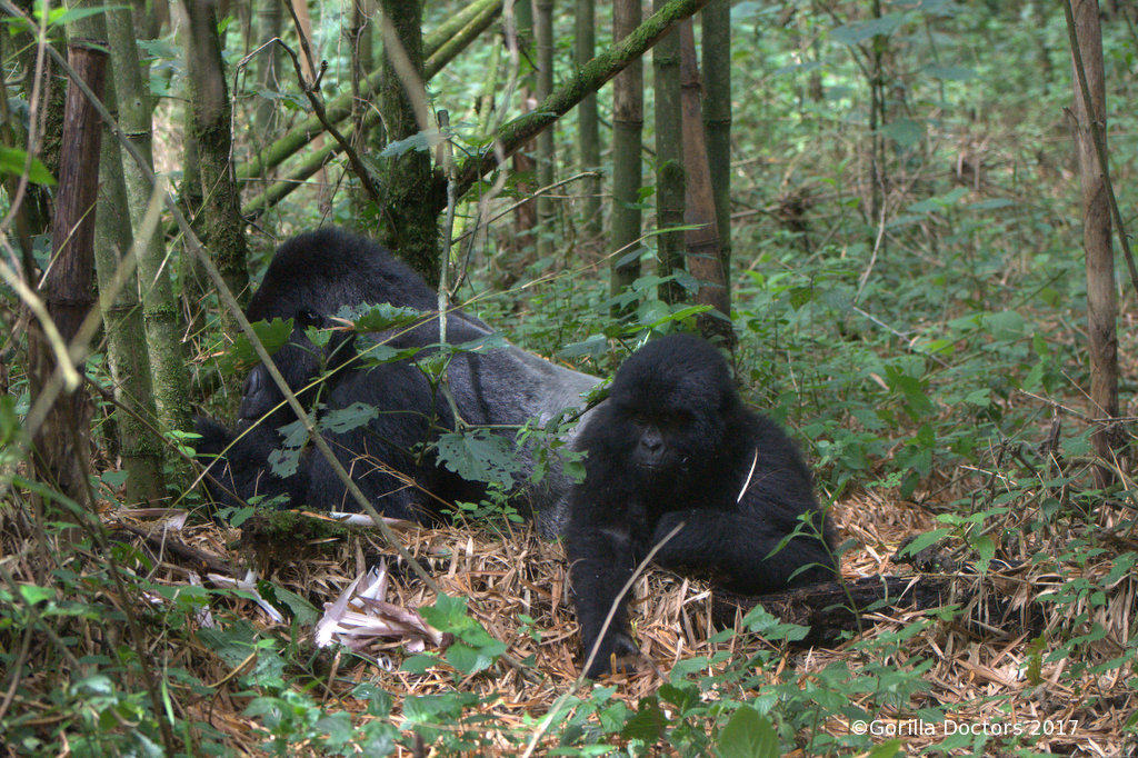 Smarter than your average gorilla?