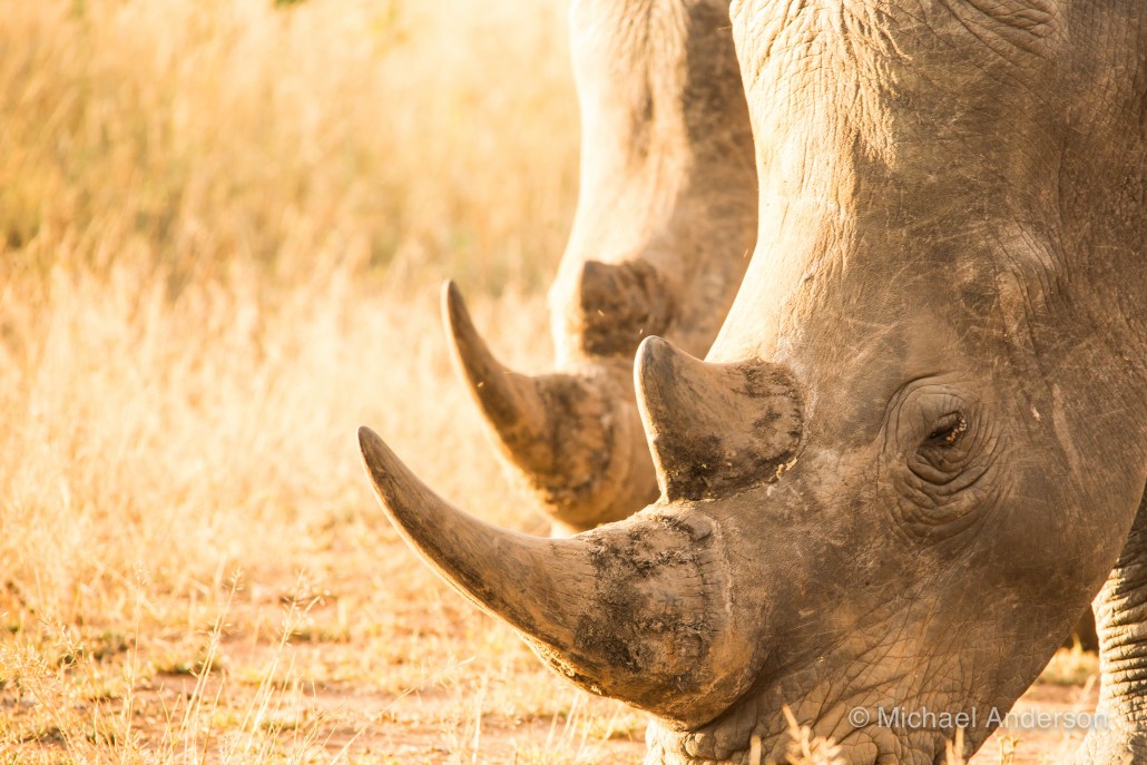 EcoTraining Celebrates Milestones in Rhino Conservation