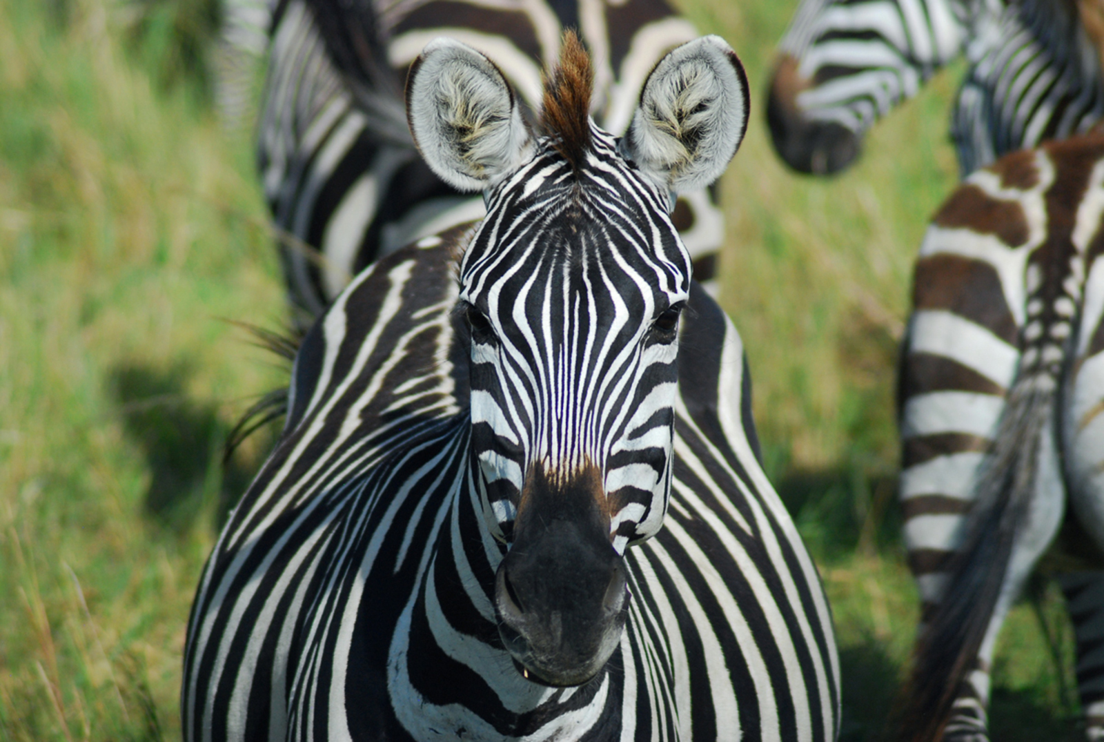 Elewana SkySafari – The Parks by Karen Day