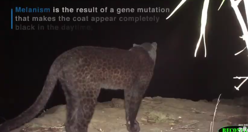 Loisaba Researchers Spot Rare Black Panthers