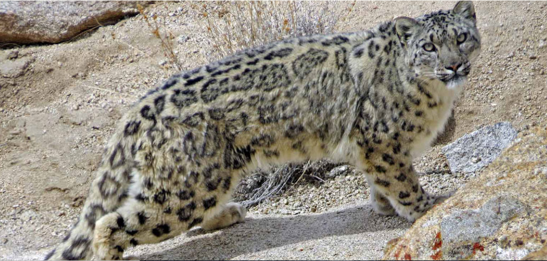 Snow Leopards and Brown Bears with Jungle Sutra