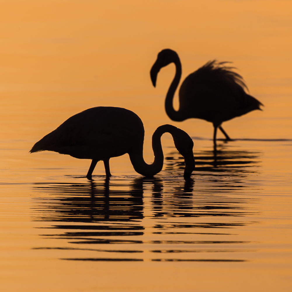 Focus on the Skeleton Coast