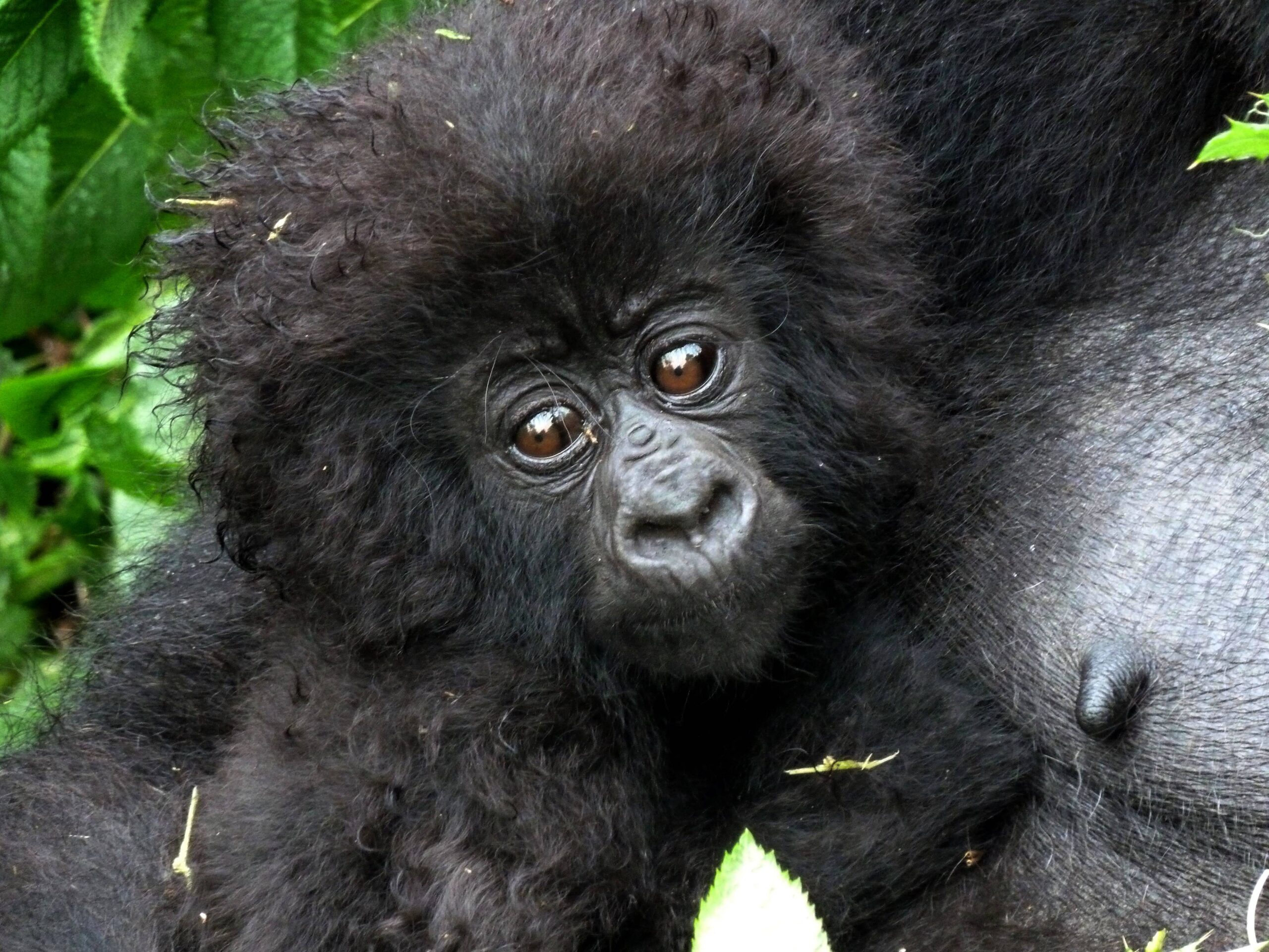 19 Gorillas Named at “Kwita Izina”