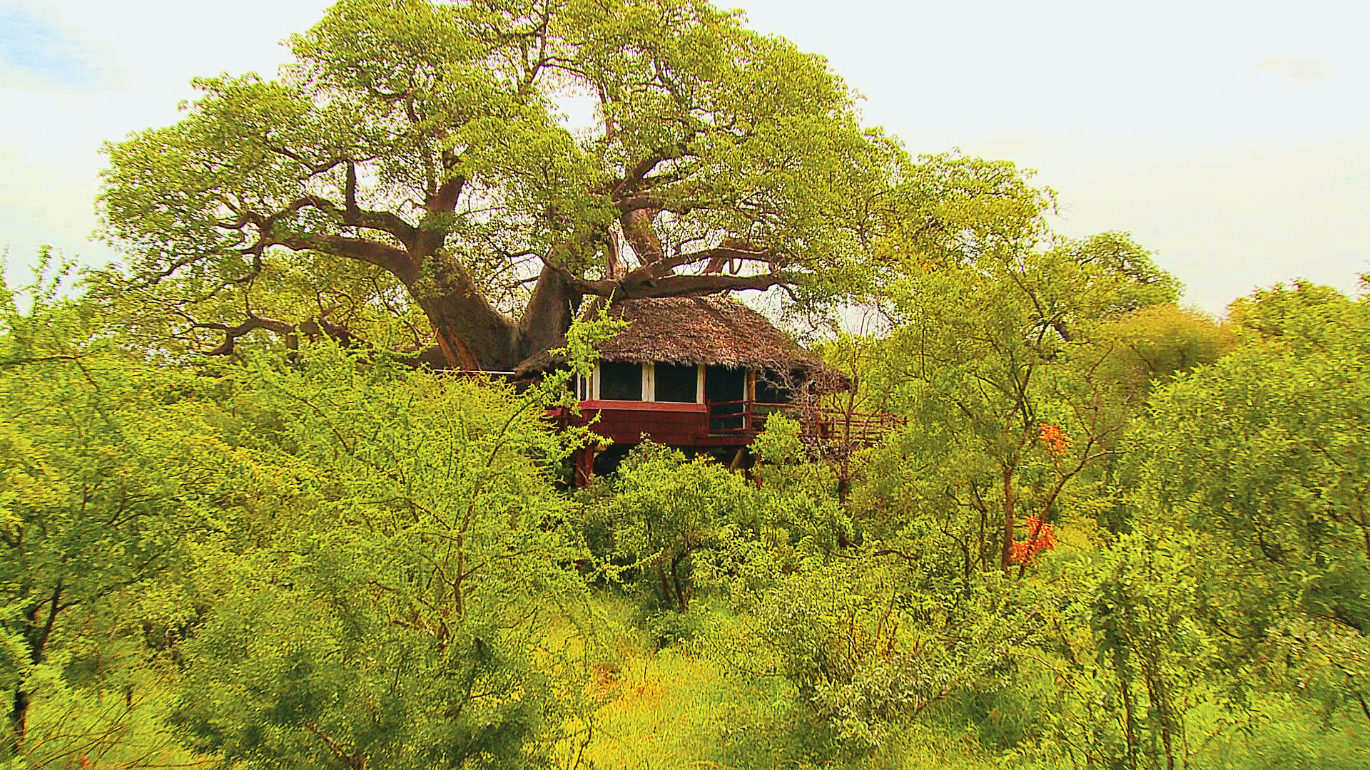 Read All About It: Tarangire Makes Luxury Treehouse List