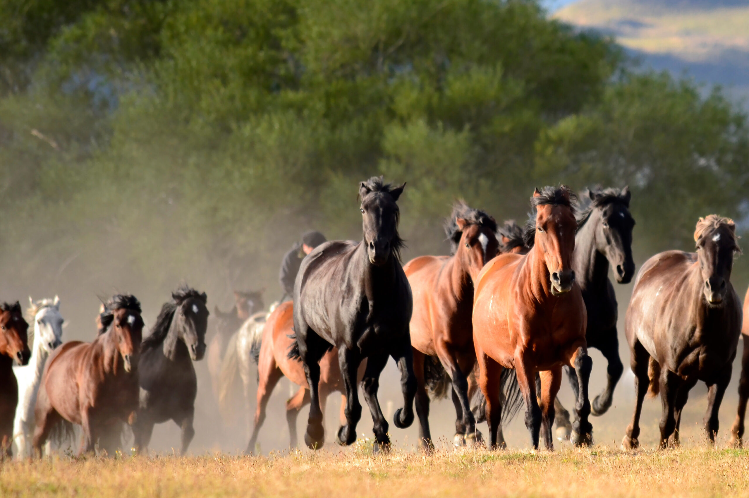Reserva Cerro Paine Carries on the Heritage of the Old Estancia