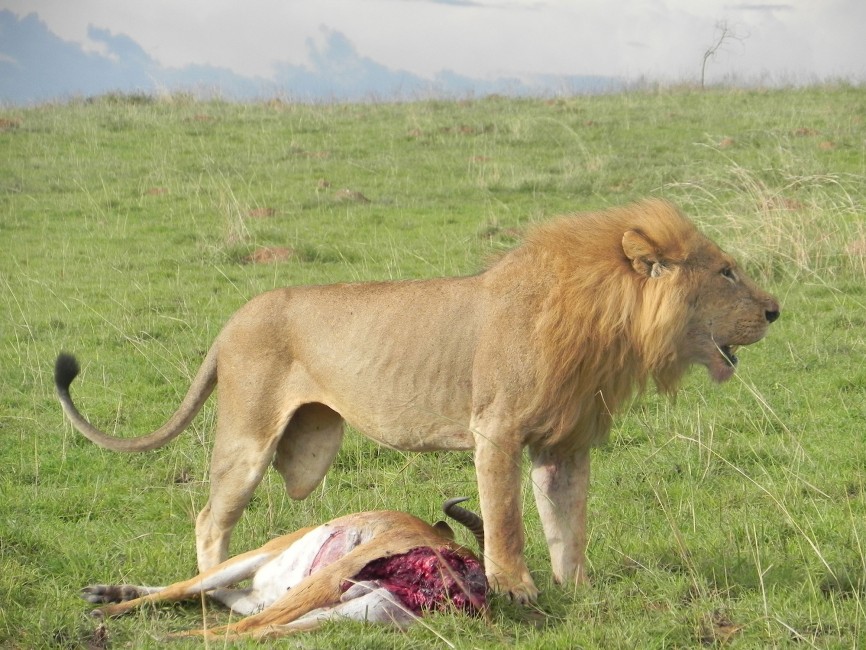 Clarence the Three Legged Lion