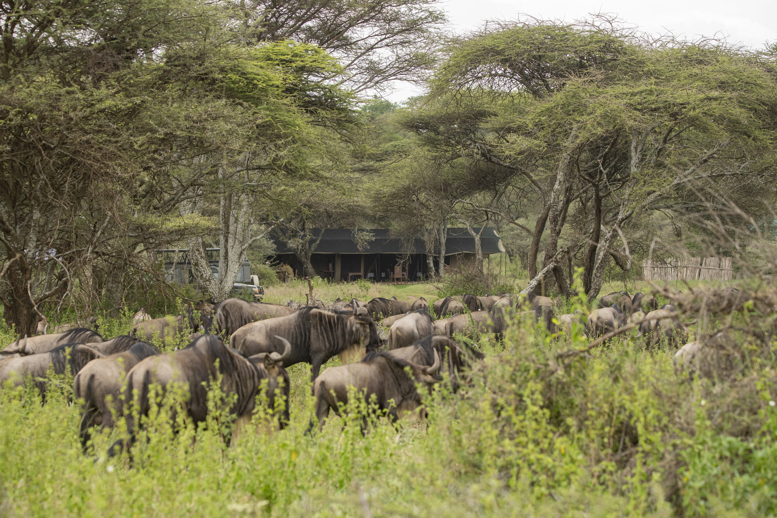 Serengeti Woodlands Camp