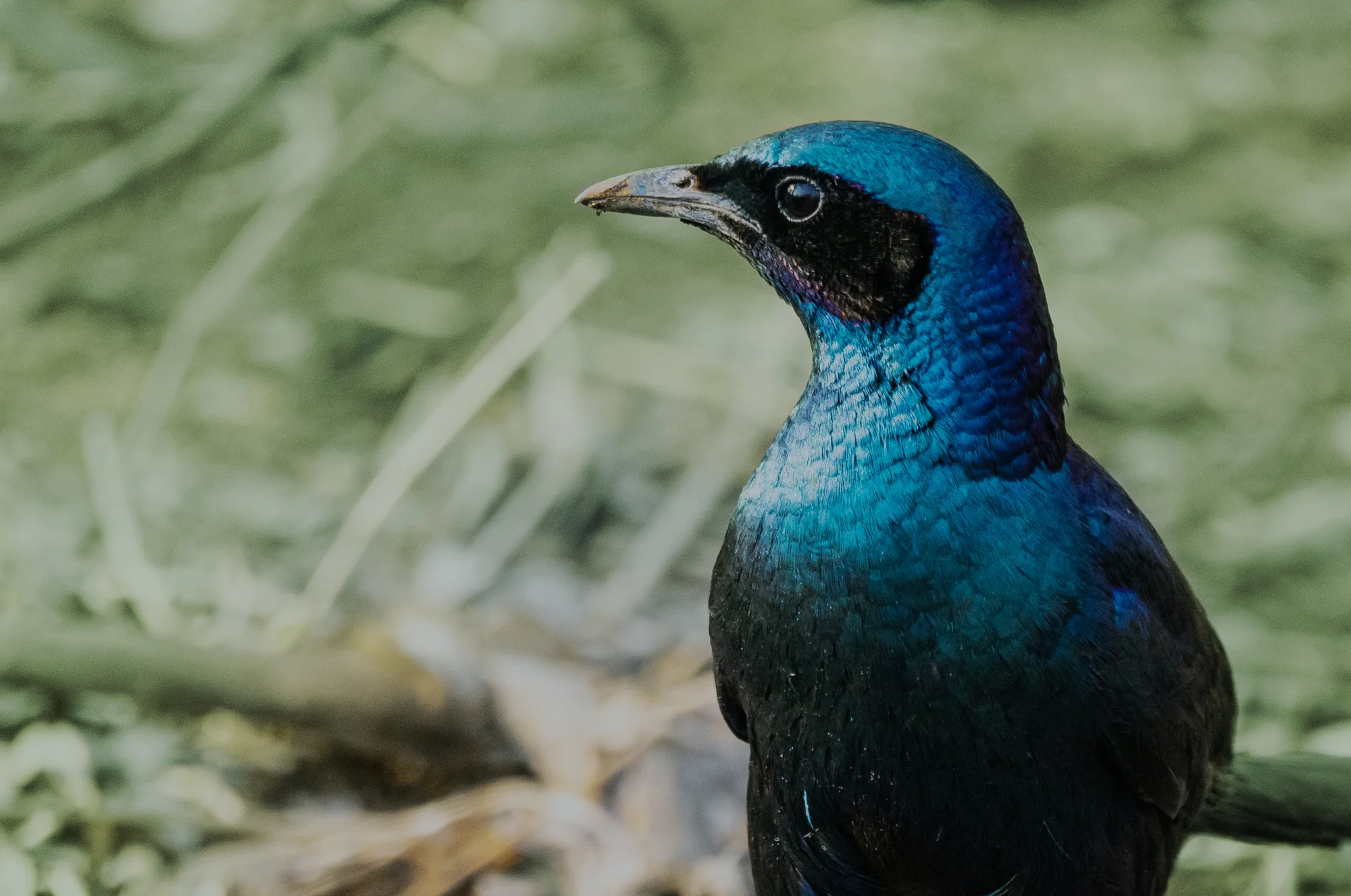 This Should Be Everyone's Safari Bucket List