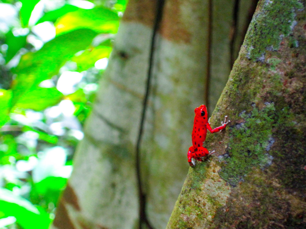 Isla Bastimentos National Marine Park