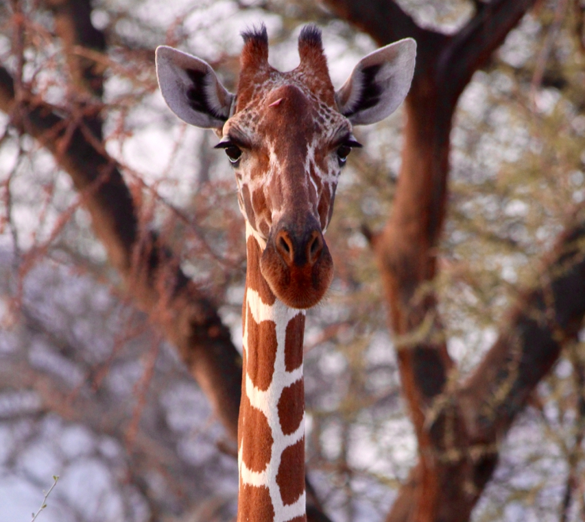 Global Partnerships and Saving the Giraffe