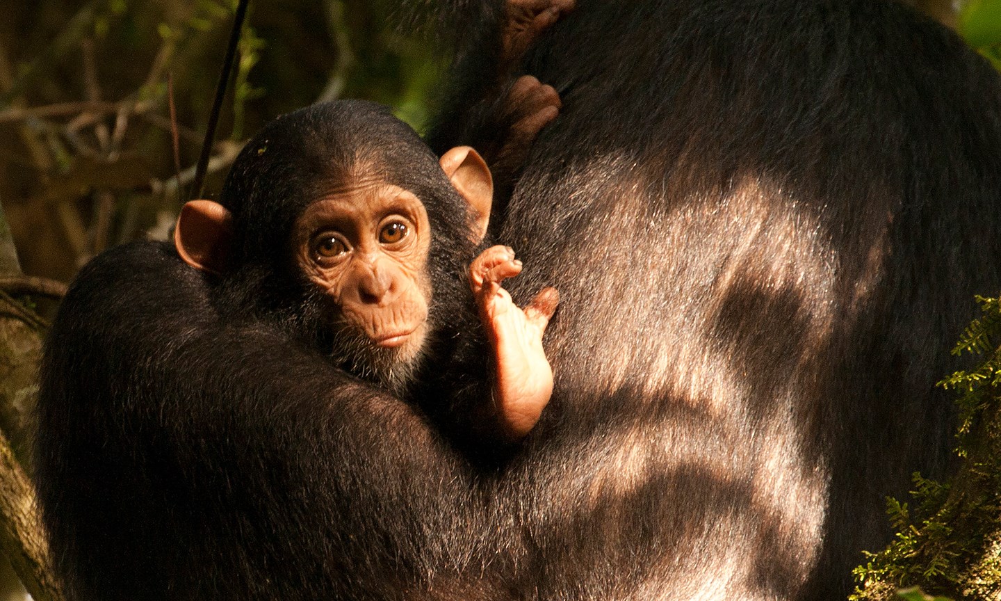 Glimpse at Chimps: 7 Places to Track Them in the Wild
