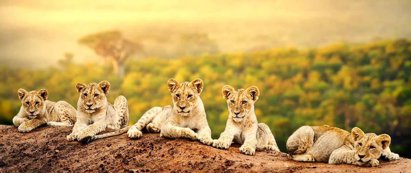 KENYA’S THE ARK KICKS OFF WEBCAM:  TWO BY TWO OR FIVE BY FIVE,  CREATURES GREAT AND SMALL ARE STREAMED LIVE