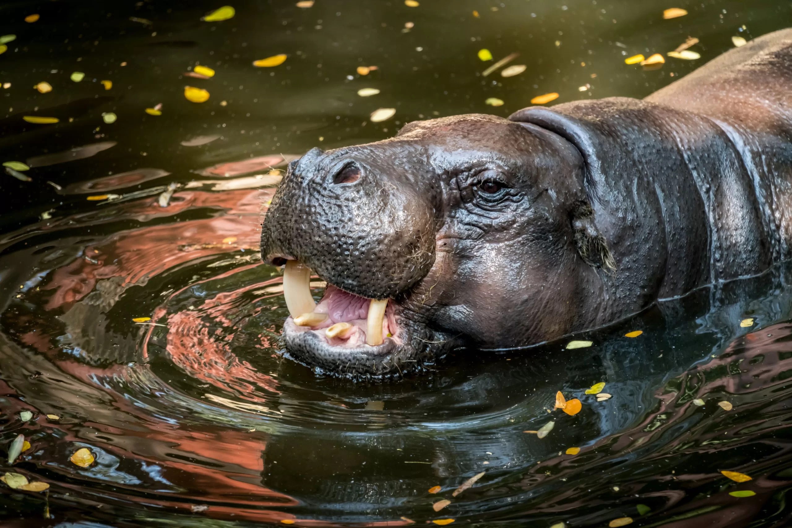 Cute Things Come In Small Packages – Like Pygmy Hippos