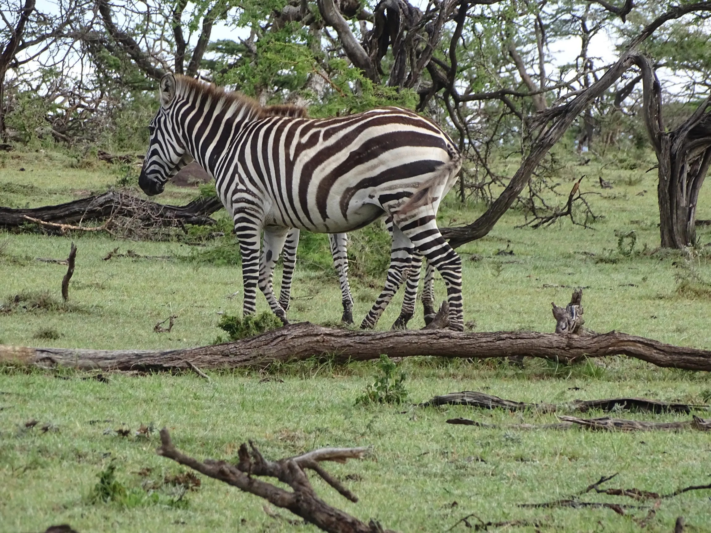 Linking Masai Mara and the Serengeti