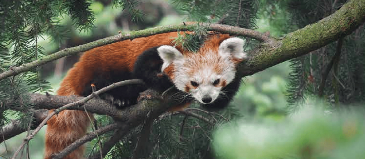 India’s wildlife diversity is off the charts