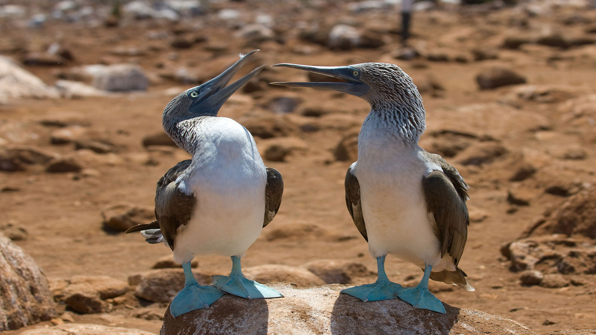 Introducing the Enchanted Travel family in the Galapagos and Mainland Ecuador
