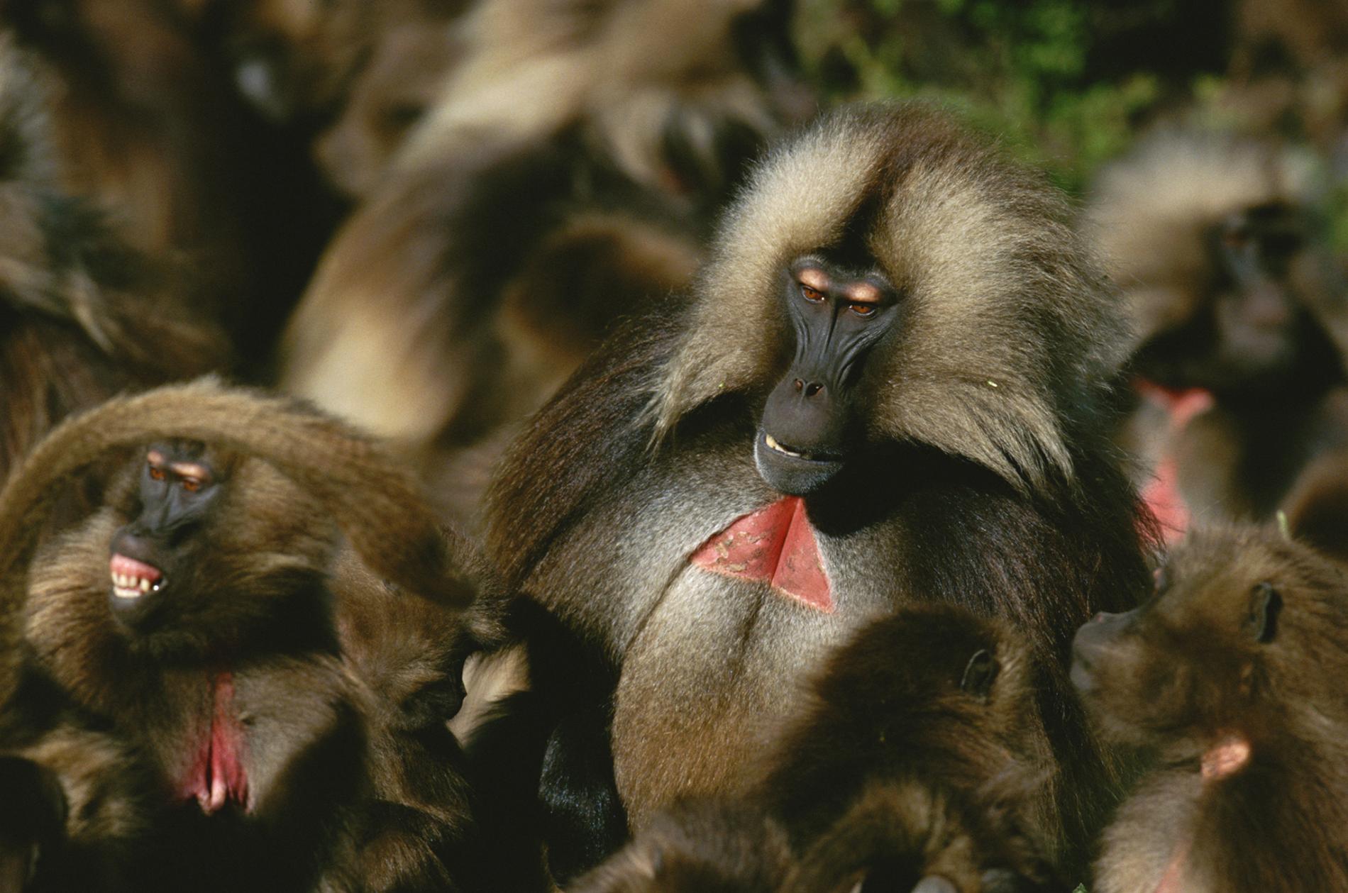 Geladas – Not Your Average Primates