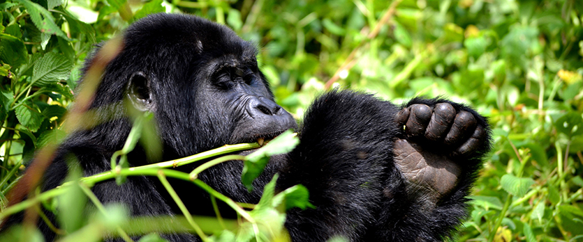 Wild Weekend: Three Days in Uganda’s Gorilla Country