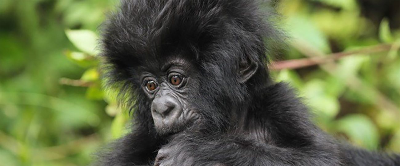 Up Close and Very Personal With Chimps & Gorillas