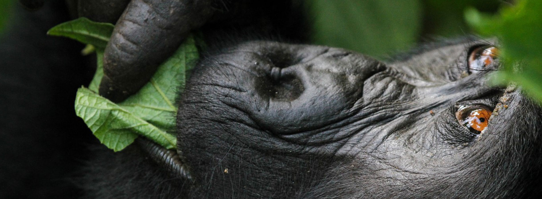 Update on Uganda Visa Process