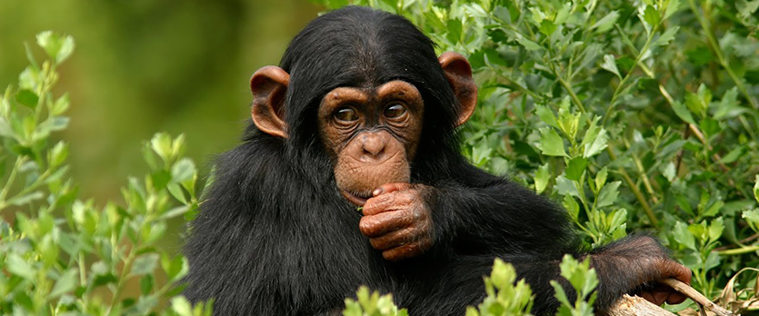 Uganda’s “Chimp Island” Celebrates 20 Years