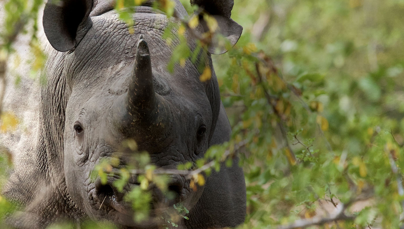Rwanda Welcomes Eastern Black Rhinos