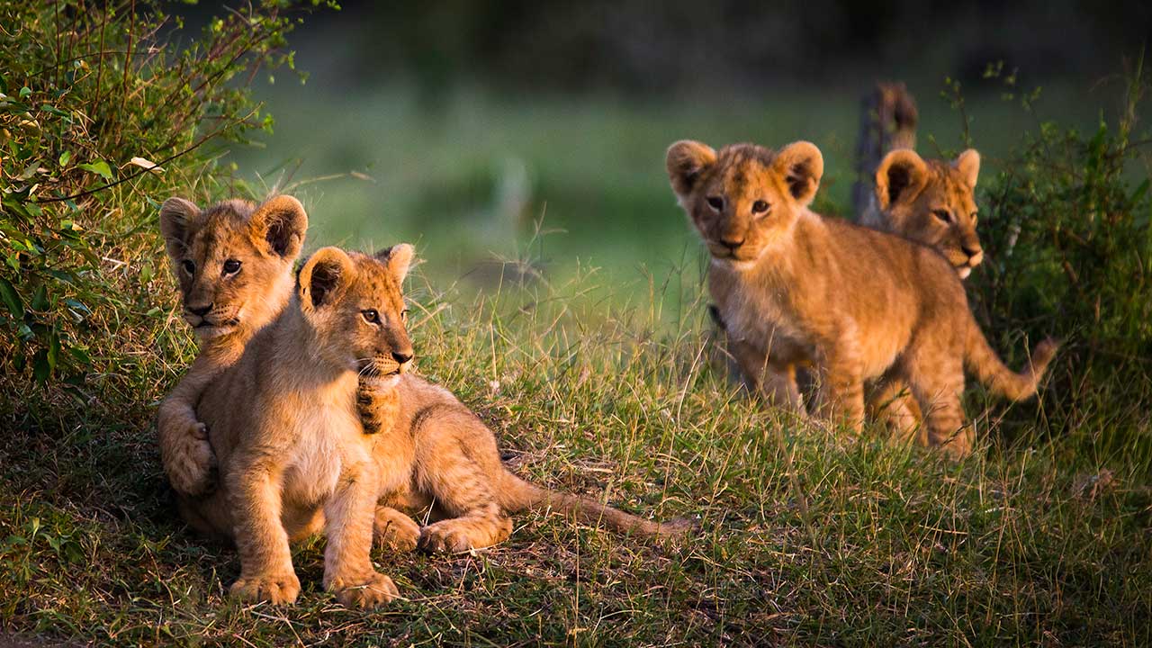 Elsa’s Kopje Celebrates World Lion Day