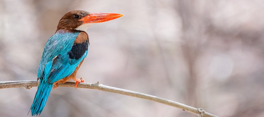 Read All About It: India Proposes New Wildlife Refuges