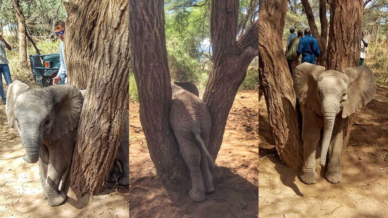 Elewana Rescues Young Elephant in a Tight Predicament