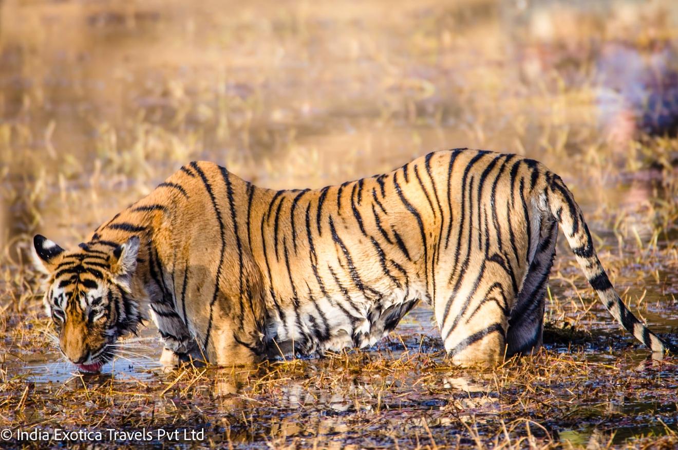 Tigers and Rhinos and Elephants, Oh My!