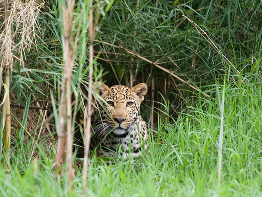Kruger Combo: Pridelands Adventure and Leopards Lair Lodge