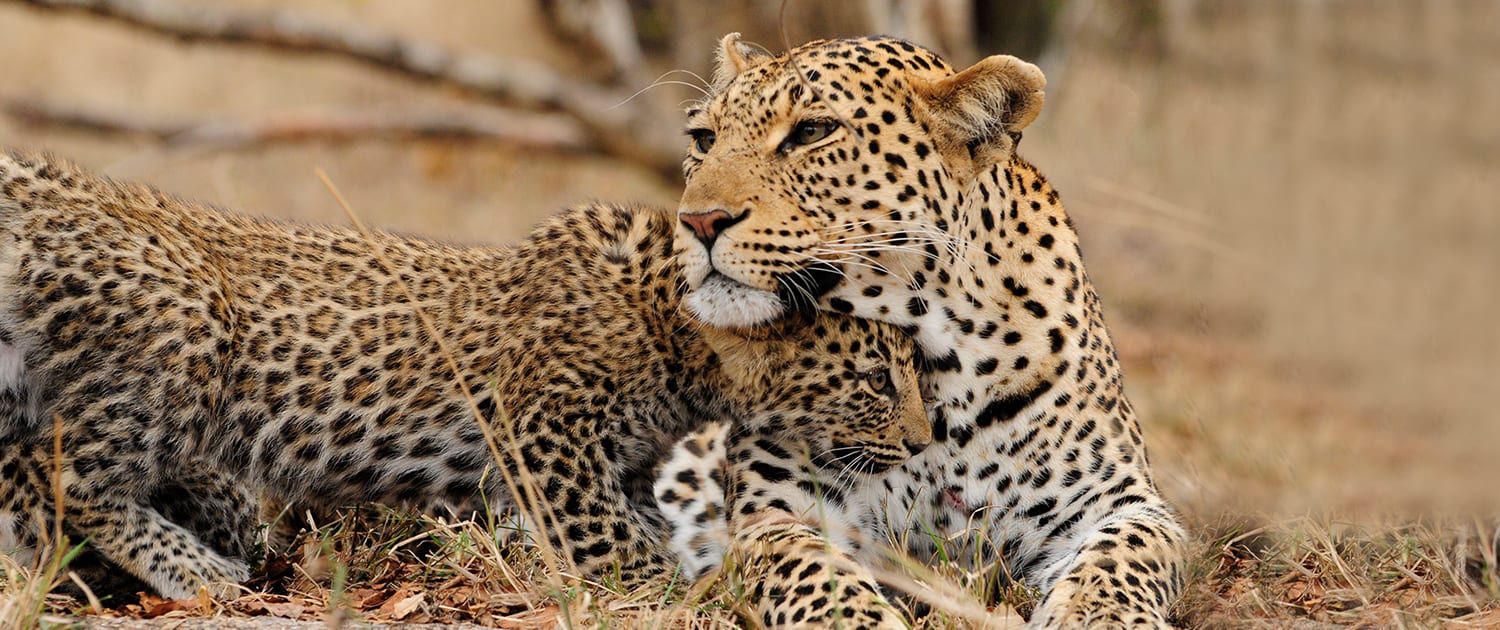 Experience the Real Africa