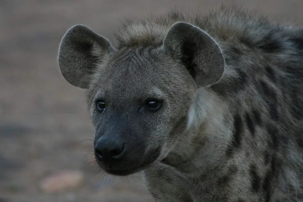 Loving Hyenas