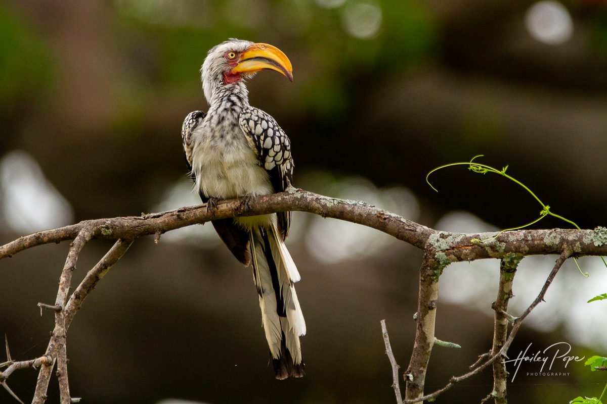 Get Focused In Africa: EcoTraining’s Awesome Photo Course