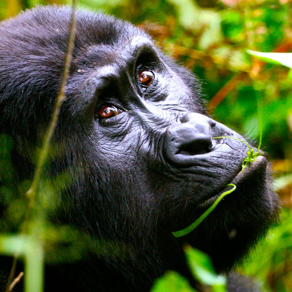 Read All About It: Nat Geo Hypes Guyana, Rwanda and Peru