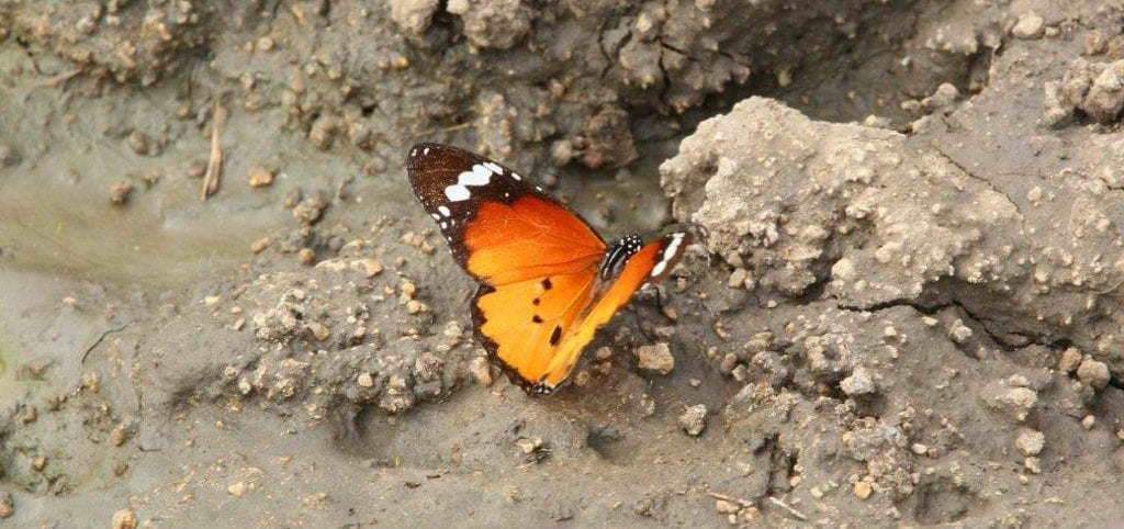 How About an Immersive African Wildlife Experience Next Year?