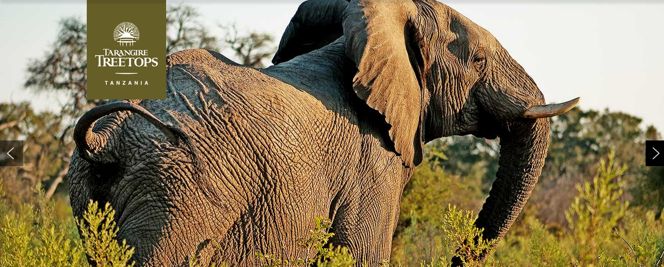 The “TV Stars” of Tarangire Treetops