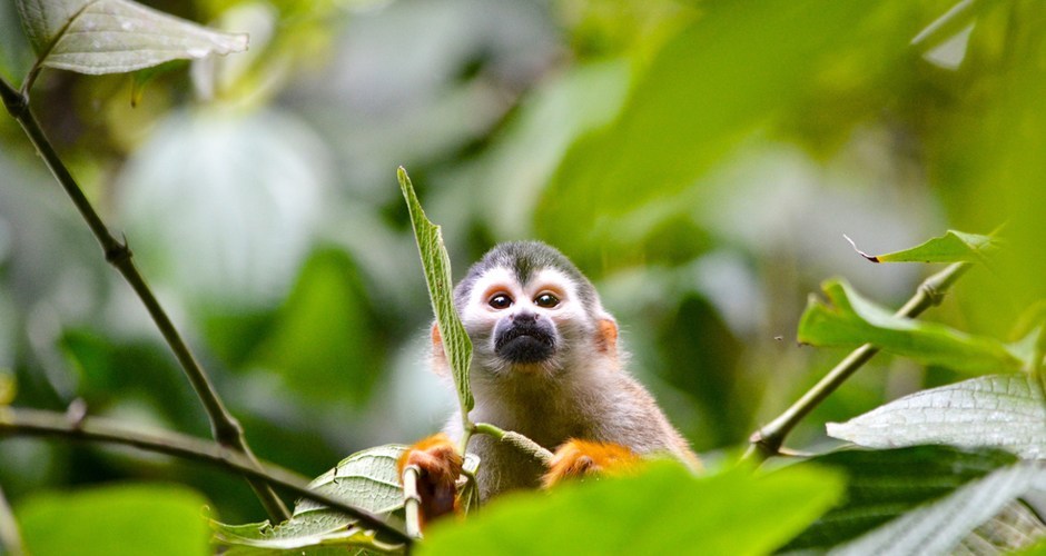 Terranova Costa Rica Joins Emerging Destinations