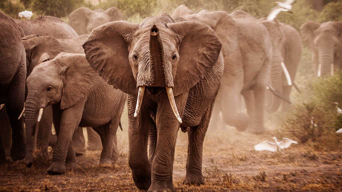Elephants in Amboseli
