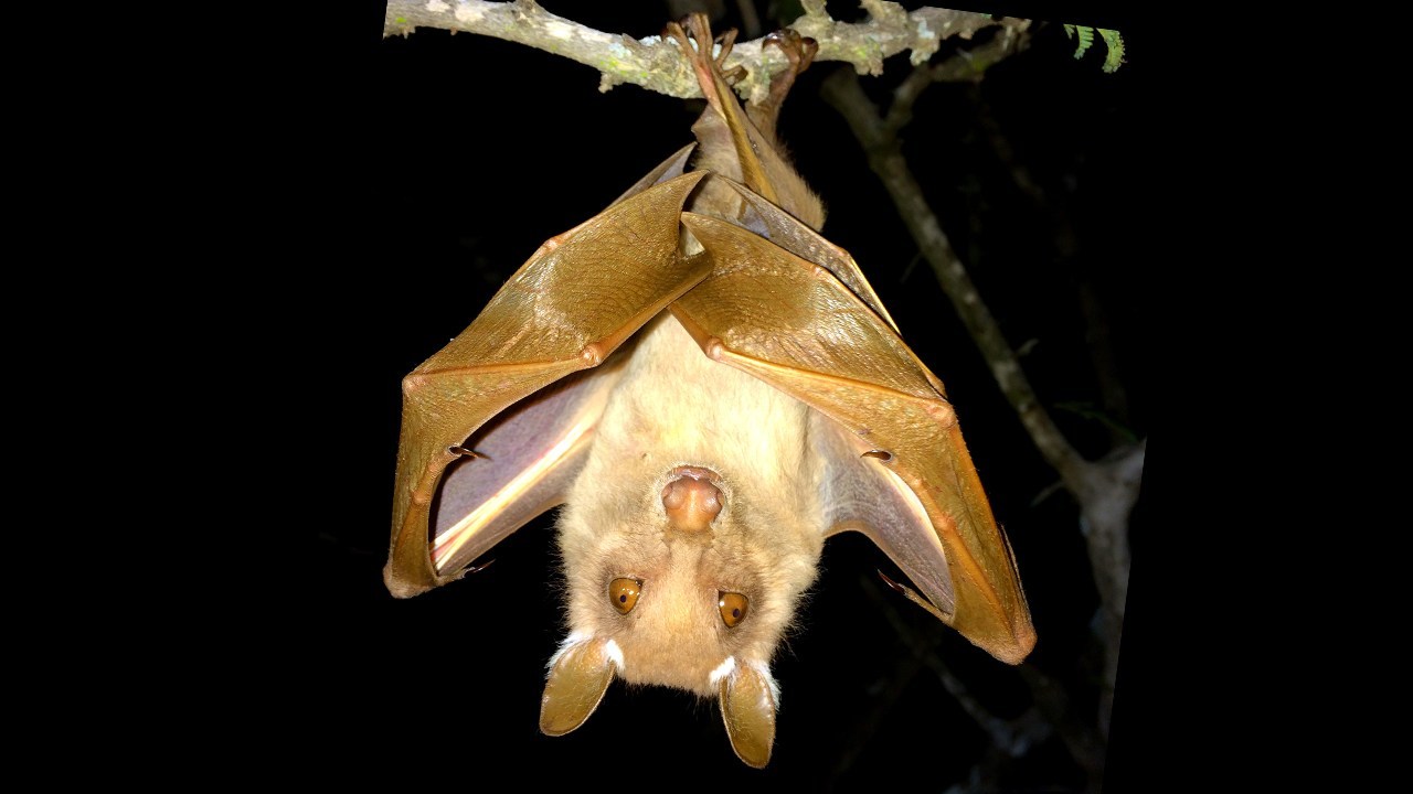 Running Batty for Bats