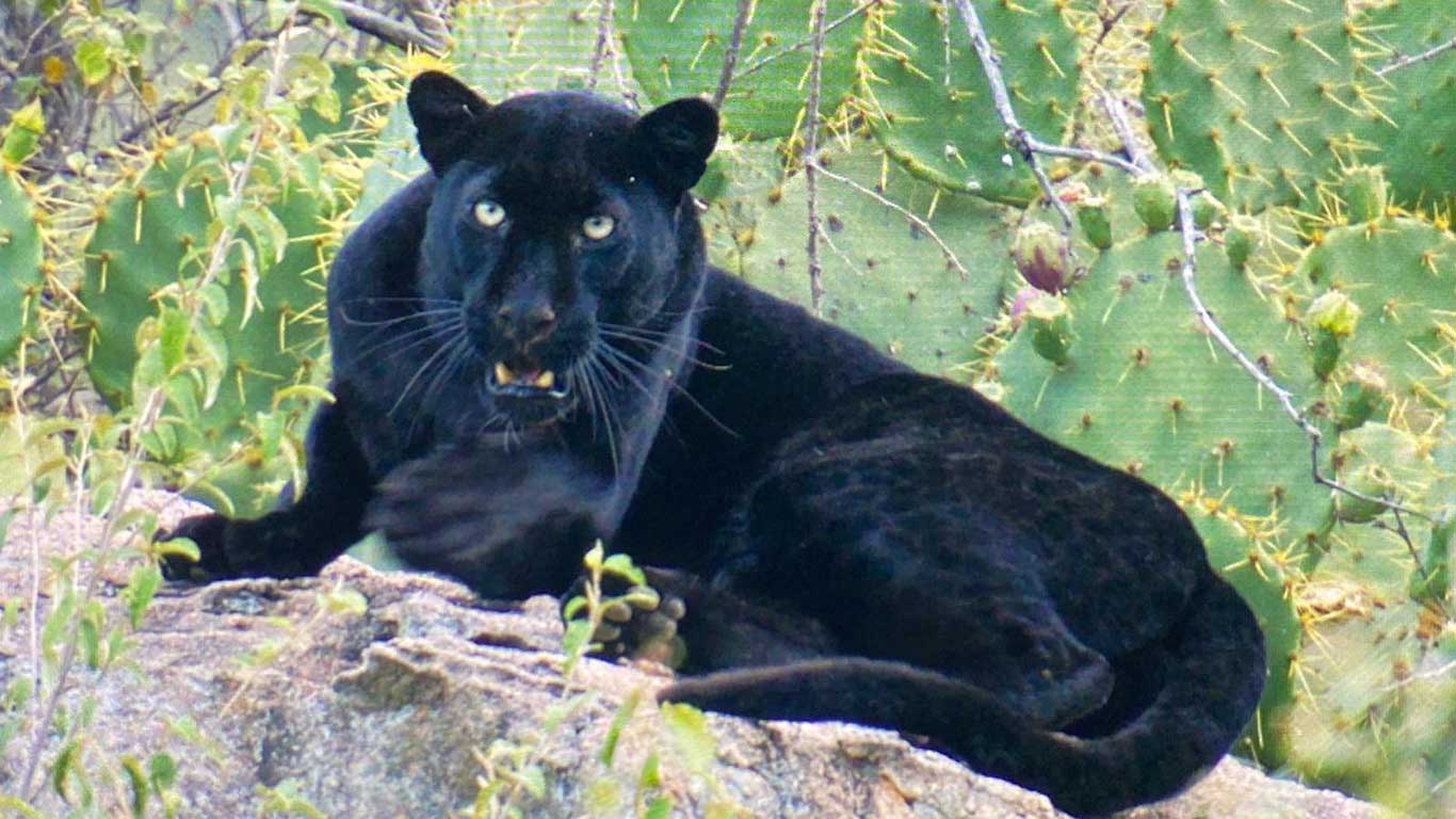 Black Leopard