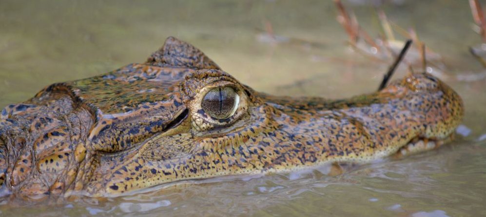 Guyana’s Caiman House: Home Sweet Home in the Amazon